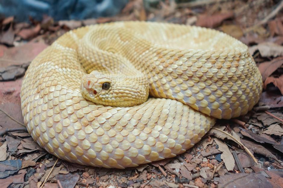 جزیره مار، برزیل (Snake Island, Brazil)