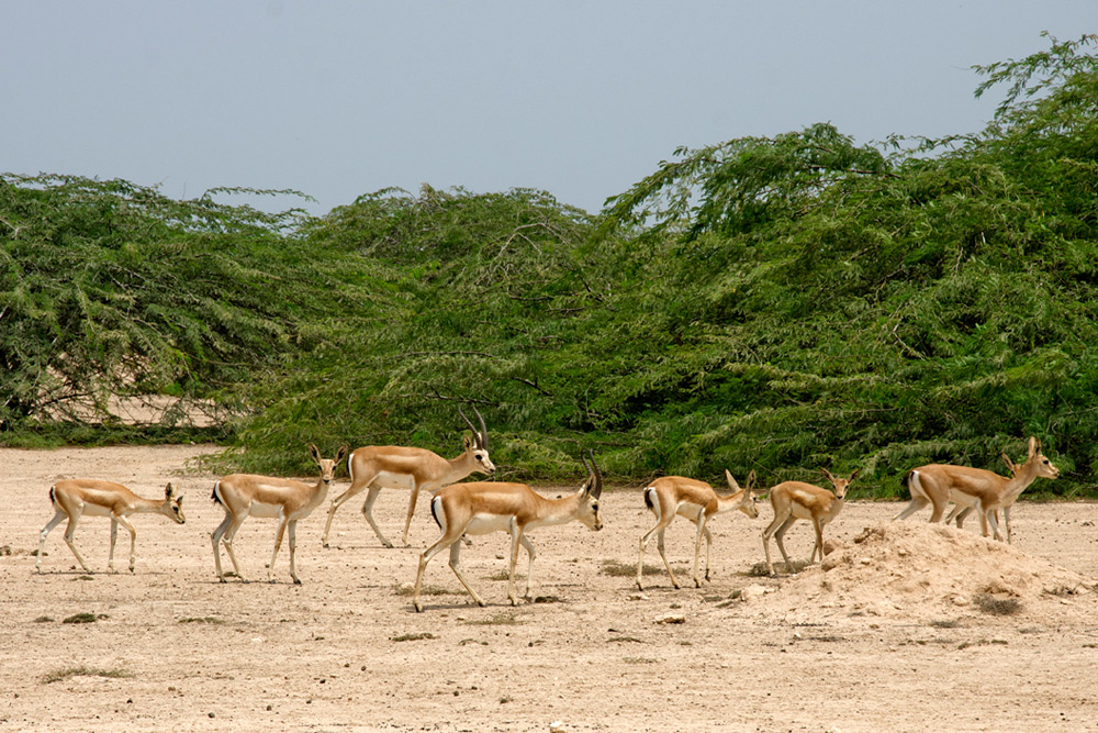 پارک آهوان کیش