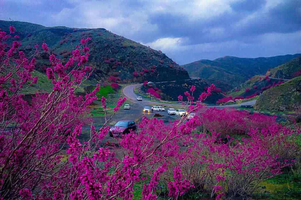 دره ارغوان