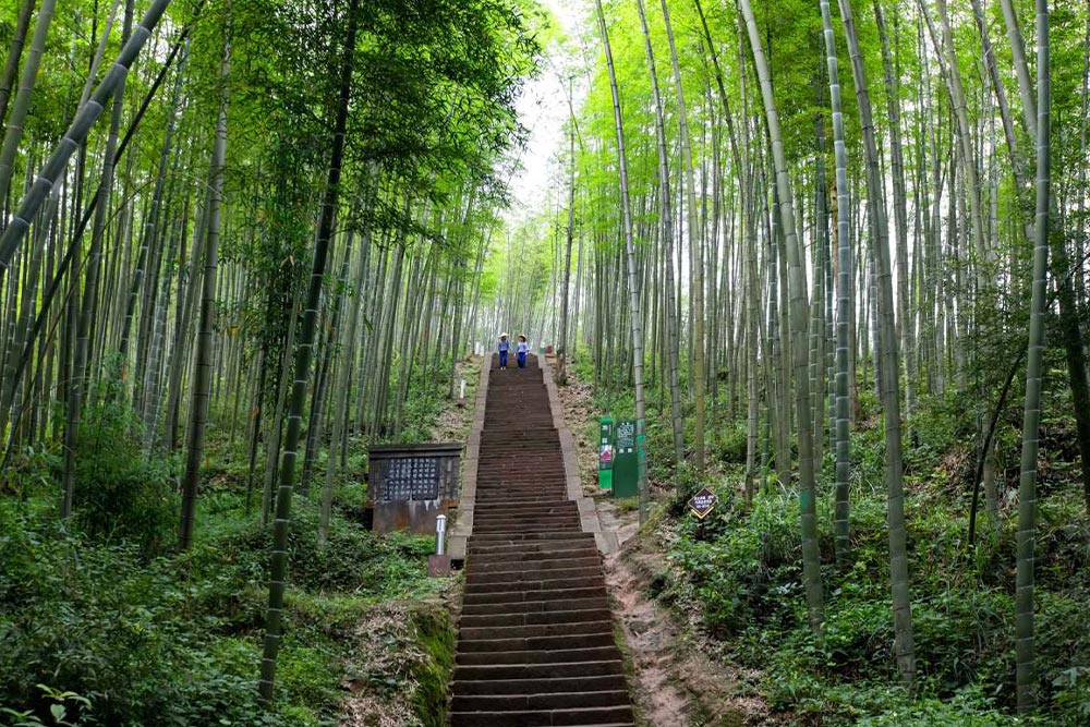 Bamboo Forest