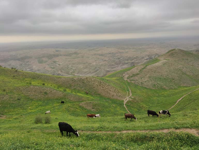 ترکمن صحرا گلستان