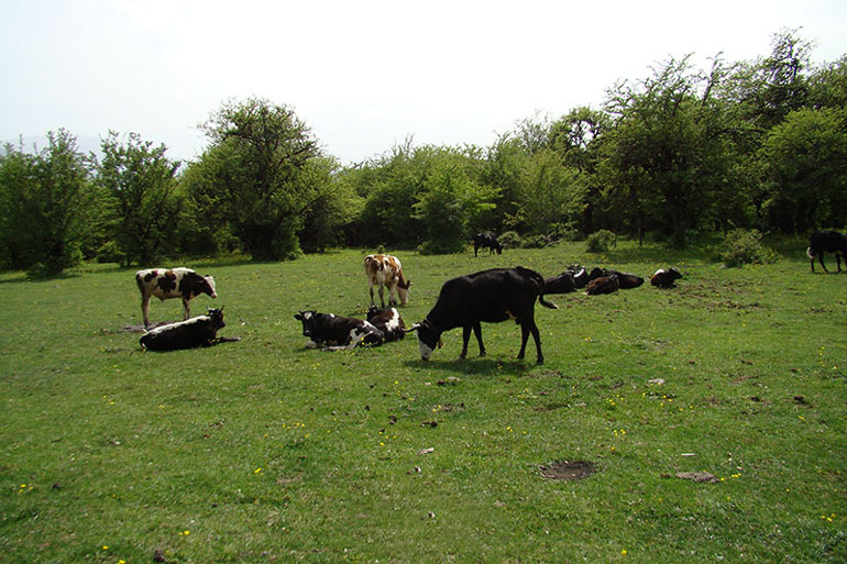 طبیعت سبز و پوشش گیاهی