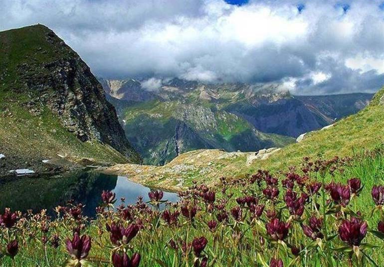 زنبور داران مارمیشو