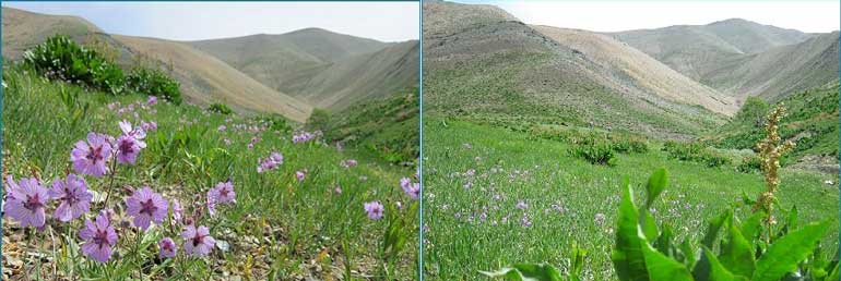 روستای برگ جهان