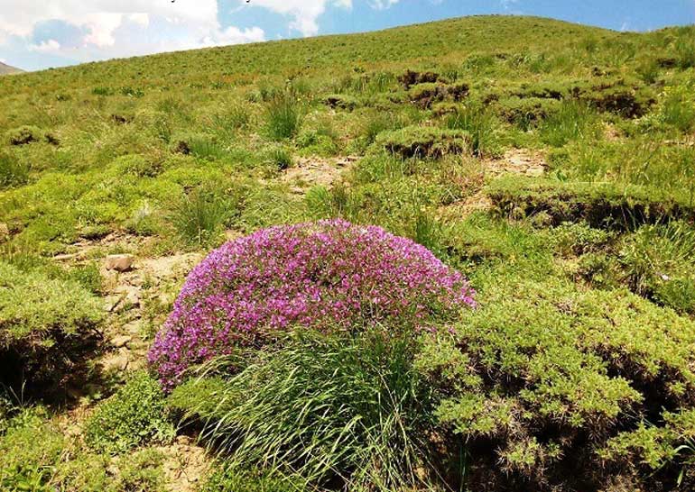 پوشش گیاهی و جانوری روستا برگ جهان