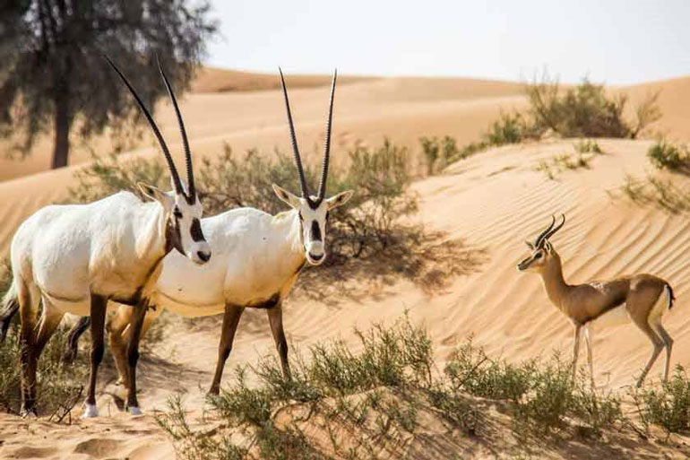 پناهگاه پرندگان مهاجر