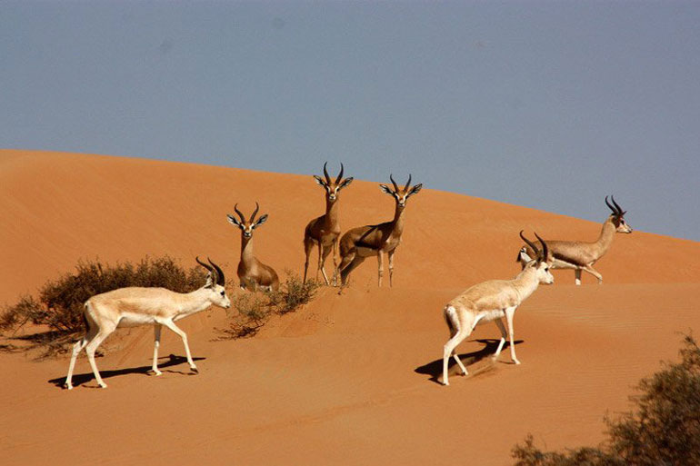 پناهگاه پرندگان مهاجر