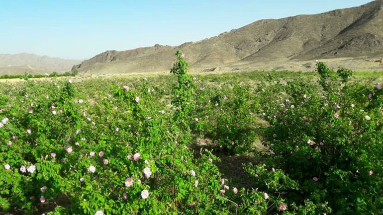 طبیعت سرسبز کوهستان