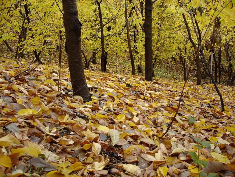 روستای زشک مشهد