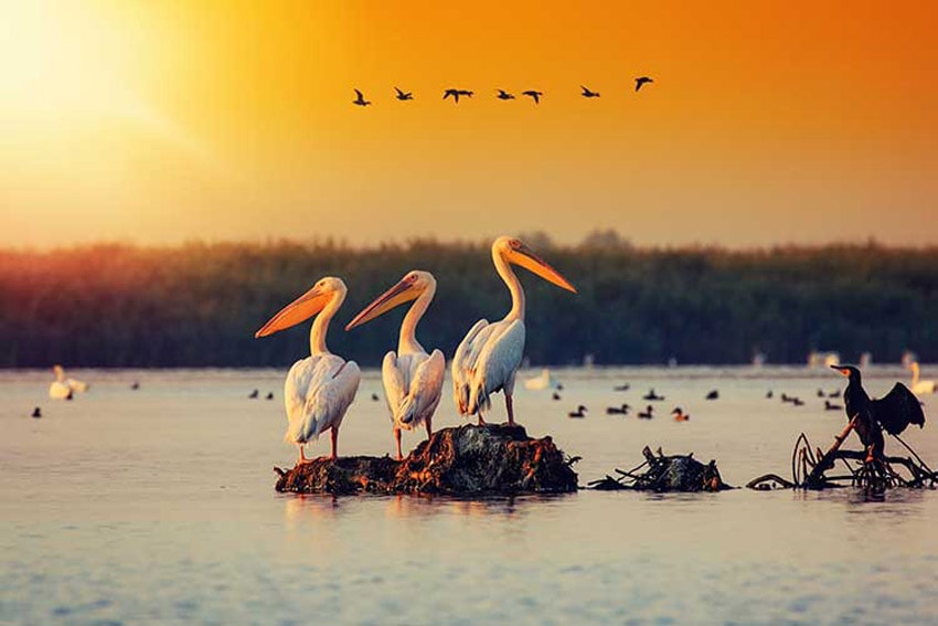 دلتای دانوب (danube delta)، جواهری در جنوب شرق رومانی