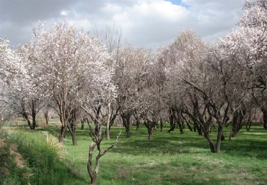 باغستان سنتی قزوین از دیدنی های قزوین