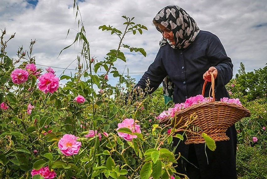 گلاب گیری کاشان