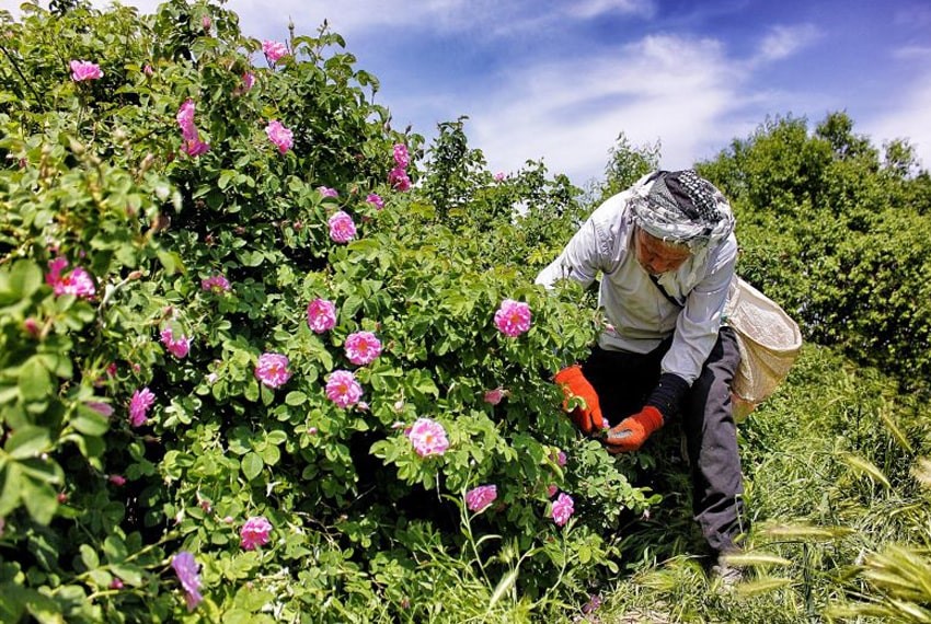 گلاب گیری کاشان